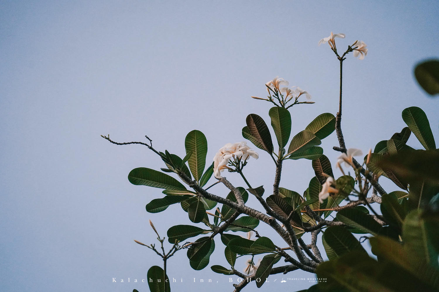 菲律賓薄荷島住宿推薦|雞蛋花旅宿 Kalachuchi Inn:台灣人經營的溫馨泳池民宿,薄荷島邦勞潛水、自由行絕佳基地 - 第10張圖