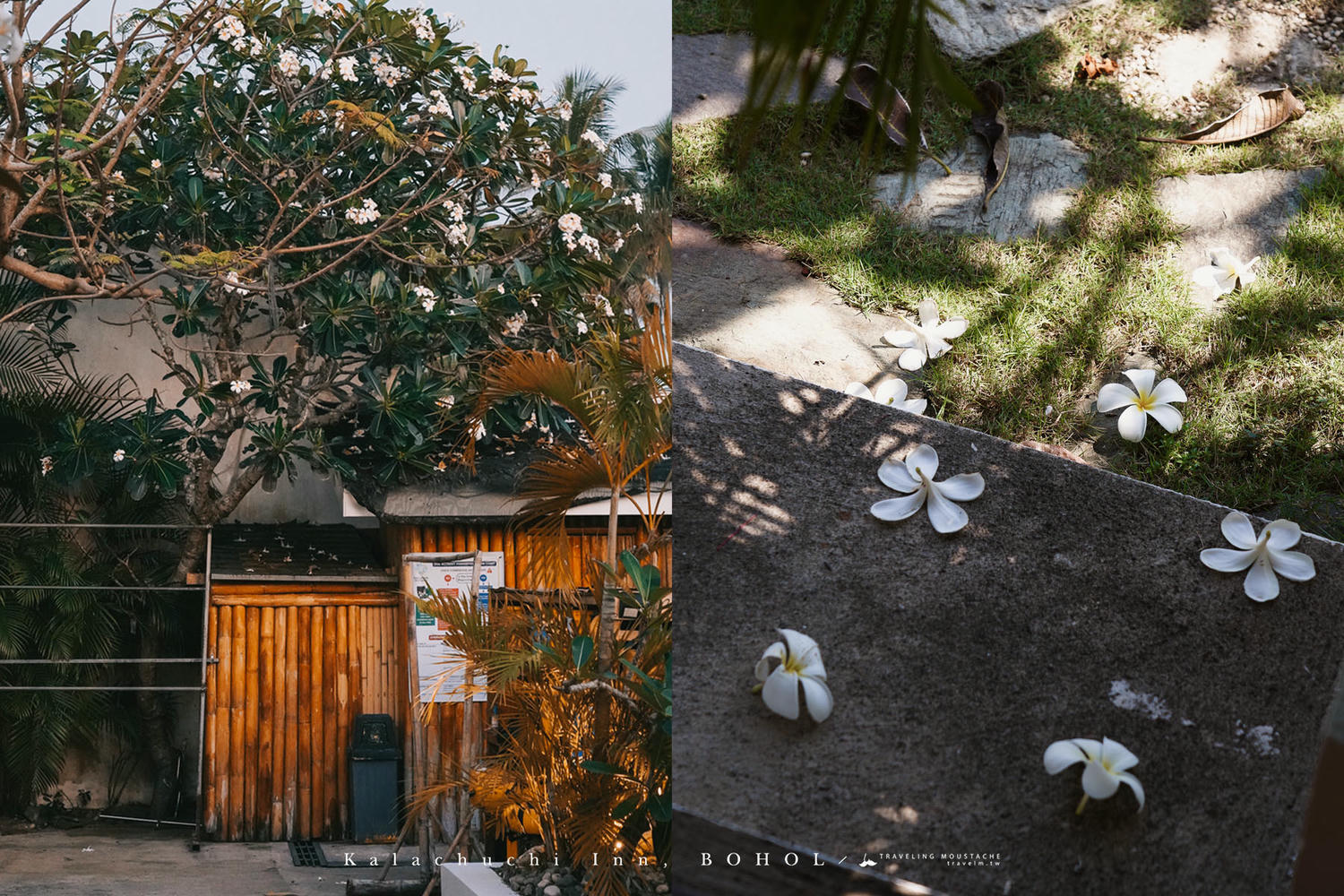 菲律賓薄荷島住宿推薦|雞蛋花旅宿 Kalachuchi Inn:台灣人經營的溫馨泳池民宿,薄荷島邦勞潛水、自由行絕佳基地 - 第13張圖