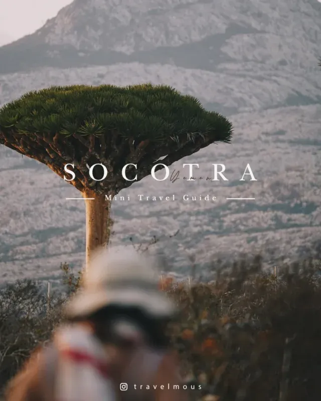 🇾🇪 索科特拉快速指南 Socotra Island
-
由於與大陸隔離長達 1800 萬餘年，
葉門的索科特拉島被譽為「地球上最像外星的地方」，
島上約有三分之一物種為世界獨有，
其中包括《薩爾達傳說》中的龍血樹，
以及圓圓胖胖的沙漠玫瑰。
-
剛好近日 Line 群有人問起交通與保險，這邊就快速的整理一些旅遊資訊供參考。
-
▌ ✈️ 航班

目前每週只有一班飛機往返沙烏地阿拉伯的吉達（Jeddah）。每週二 11:00-14:00 JED-SCT，14:45-19:10 SCT-JED。

這班飛機只能透過當地旅行社購買，無法自行網上訂票。

至於前往吉達的部分，為了避開被戰火波及的地區，我這次是搭酷航飛往新加坡。再由新加坡搭乘 Indigo/ Air India 經孟買轉機往吉達。

-
▌ 🚗 當地交通

索科特拉沒有大眾運輸可言，到島上後全部的人都得參加旅行團。當地團會把交通、住宿、餐食、景點、簽證、機票⋯⋯全安排好，基本上就是人帶著錢到就好。

-
▌ 📷 行程與景點

承上，受限航班因素，現在行程最短就是八天七夜，把島上重要景點看完綽綽有餘。除非有特殊需求（例如想去爬島上最高峰？），不然就是按照旅行團安排走就好，每家旅行社行程半斤八兩。

倒是後來我們因為太喜歡龍血樹森林（Firmihin Forest），加上查詢後覺得南部行程 Kalisan Canyon, Zahek Sand Dune, Dagub Cave 在別的國家有可替代性，因而臨時決定加碼在森林多住一晚，我自己是滿喜歡這個決定的，供參。

另外東邊有個 Hoq Cave 號稱是中東最大鐘乳石洞，但因為去過的人評價都普普通通，加上要去這個洞窟得在烈日下健行五小時，我們討論後也是決定棄權，留在營地海邊玩水。

-
▌ 👛 費用

這次我們六人成行，旅行社報價：

☐ 八天七夜全包行程 USD999
*送星鏈網路和浮潛裝備*
*第六人算領隊身份半價*
☐ 簽證費 USD175
☐ 機票 USD980

最終龍血島這段一個人是 💰USD2130
台灣-吉達段機票和阿拉伯旅費另計。

這個價格是旅伴比價多家旅行社後找到最便宜的。網路上有些評價很高、以歐美人為主的團，八天七夜行程不含簽證、機票和網路就要 USD2800。

不過一分錢一分貨還是有它的道理的。

實際抵達後，可以發現高價團光是扎營位置和硬體設備就和我們有巨大落差 —— 舉例來說，我們住的是簡單的摺疊帳，他們的是可以直立走進去的空氣帳；我們的營地到日出觀景點要走路 5-10 分鐘，它們帳篷門外就是；另外高貴團上還有空拍機、水煙、串串燈⋯⋯等各種虛華假掰適合拍照（？）的裝飾，而我們的就是走一個實（簡）用（陋） 風格這樣。

假如你不那麼在意硬體設備，也不在意導遊偏自（偷）在（懶），很能自己探索找拍照點和打發時間，我們的旅行社算是滿經濟實惠。

總之就看大家需求。

-
▌ 📑 保險

我最後是選台產，它是我和旅伴找到少數能承保葉門的保險公司。

-
▌🛜 網路與換匯

旅客在當地靠星鏈上網，有些旅行社會送，有些則要另外加價。

島上官方貨幣是葉門里亞爾（YER），不過食宿旅行社都安排好了，紀念品直接美金標價，因而用到當地現金機會不大。

倒是 100YER 鈔票上有龍血樹圖案，是很好的紀念品，不妨考慮弄幾張來搜集。信用卡在島上近乎等同廢物。

-
▌ 💣 安全嗎

說實話，我不敢說。

我能說的只有我在索科特拉島的那幾天過得滿自在，沒有任何一刻感覺到威脅，前往索科特拉的班機也是班班客滿。離開前，我們和其他旅客談起這趟旅程，共同心得都是：幸好我們來了。

然而另一方面，血淋淋的現實依舊存在。如今中東的亂局就是尚未穩定，葉門本土的內戰還在持續，阿聯酋與沙烏地阿拉伯在索島的角力也真真實實地在發生。

至於它們會不會影響到索科特拉的和平，哪一天會影響到索科特拉的和平，這件事沒人說的準。

不過旅行也就是這樣吧。世界上不存在沒有風險的旅行，至於風險有多大，你最終願意冒多少風險，能承擔多少風險，還是只能靠大家自行評估與決定。

-
▌ ⚠️ 小小真心話

最後我得說，雖然我本人非常非常非常的喜歡索科特拉，但平心而論，它實在不是個適合所有人的目的地。最顯而易見的原因，就是在那裡旅行 有・夠・硬。

在前往索科特拉之前，
建議各位先做好以下心裡準備

✻ 01 - 你會被曬到爆、熱到昏✻
✻ 02 - 路很爛很顛，會暈車的人自求多福✻
✻ 03 - 別想好好洗澡 ✻
✻ 04 - 網路電力很不穩 ✻

至於這四點的細節，我在 Facebook 有完整敘述，但好像因為字太多，IG 不讓我貼上嗚嗚。有興趣的再麻煩移駕。
-
總而言之呢，龍血島確實是個非常漂亮，非常令人印象深刻的目的地，可是前提得是你不怕髒、不怕曬、不怕蟲、不怕滿地羊便便、不怕熱、能吃苦（或願意為了美景忍受這些），否則建議不要輕易被漂亮的照片騙。

再給我重選 100 次，
我還是很願意來到索科特拉，
我也珍惜著這樣原始的它。

不過如果你問我是否推薦，
我得說，真的是要先想清楚自己喜歡的旅行風格比較好🫣

#龍血島 #socotra #socotra_island #socotraisland